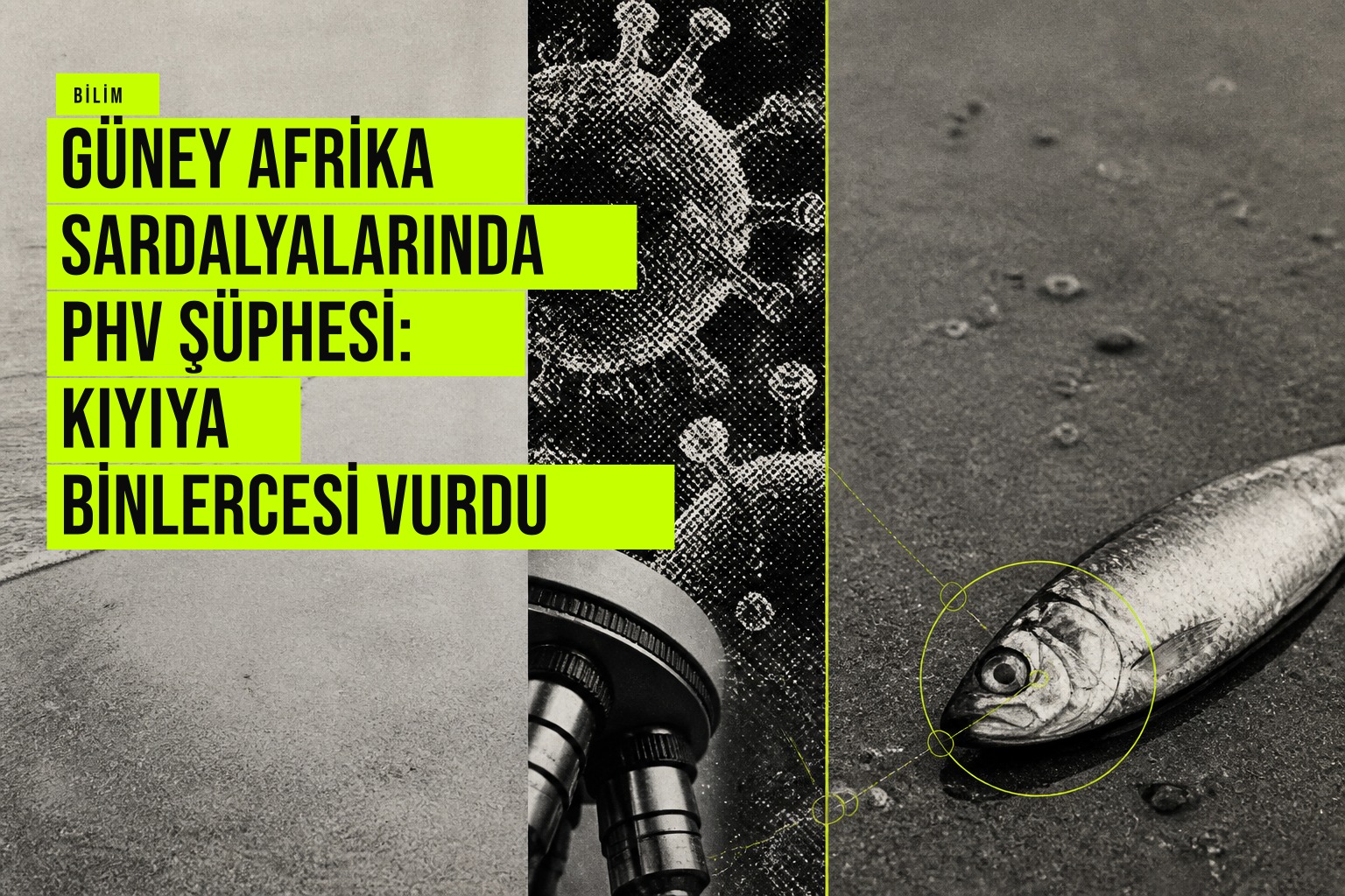 Güney Afrika kıyısına yığılan binlerce ölü sardalya, yetkililer pilchard herpesvirüsü (PHV) şüphesiyle inceliyor.
