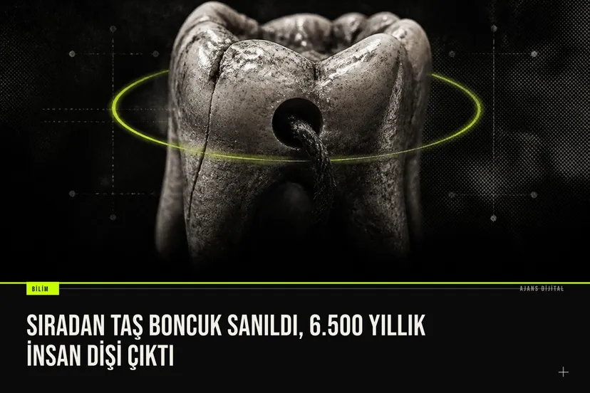 Sırbistan'da bulunan 6500 yıllık Neolitik insan dişi süs eşyası yakın çekimde inceleniyor.