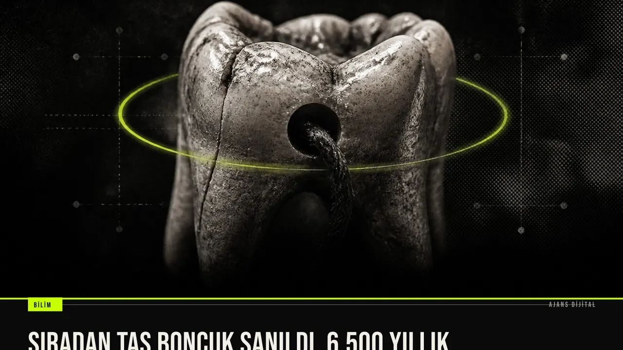 Sırbistan'da bulunan 6500 yıllık Neolitik insan dişi süs eşyası yakın çekimde inceleniyor.