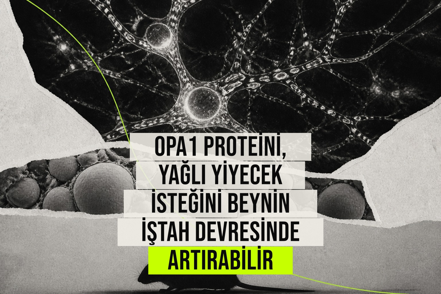 Beyin iştah devresinde OPA1 proteini bozulunca farelerin yağlı yiyecek tercihi ve kilo alımı artıyor.