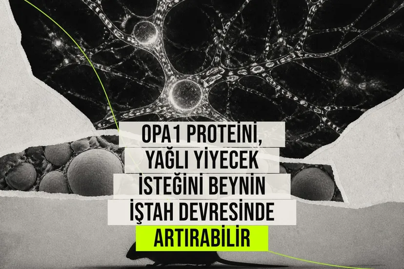 Beyin iştah devresinde OPA1 proteini bozulunca farelerin yağlı yiyecek tercihi ve kilo alımı artıyor.