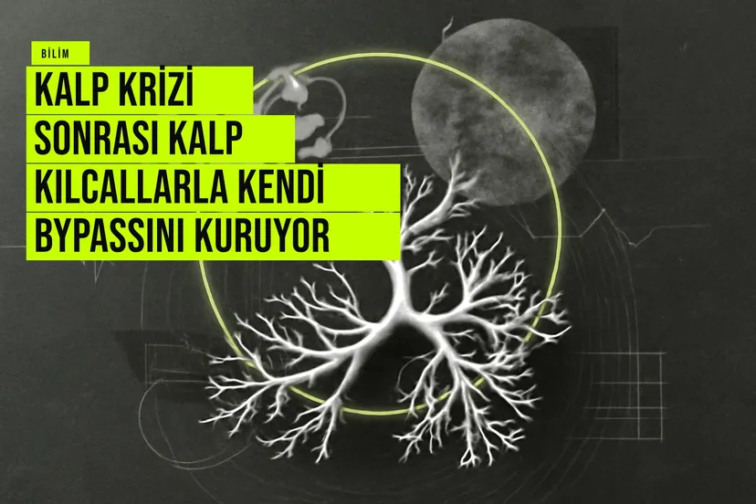 Kalp krizi geçiren kalp dokusunda kılcal damarların yeni kan yolları oluşturarak hasarlı bölgeyi beslemesi sürecini gösteren bilimsel illüstrasyon