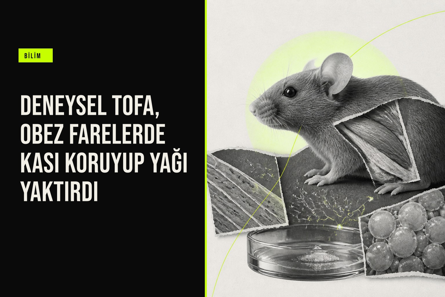 UC Berkeley araştırmasında TOFA bileşiğinin obez farelerde kası koruyup yağ kaybını artırdığı laboratuvar çalışması anlatılıyor.