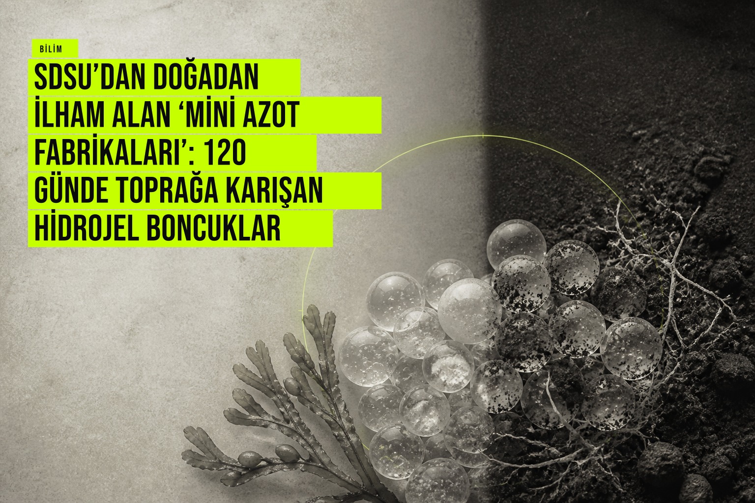Deniz yosunu alginatıyla yapılmış kalsiyumlu hidrojel boncukların içindeki azot bağlayan bakteriler toprağa karışım sürecini gösteriyor.