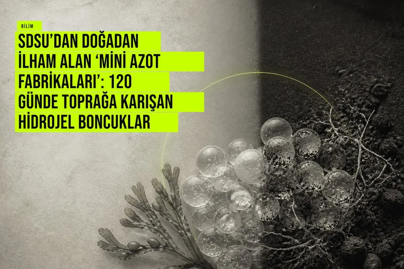 Deniz yosunu alginatıyla yapılmış kalsiyumlu hidrojel boncukların içindeki azot bağlayan bakteriler toprağa karışım sürecini gösteriyor.