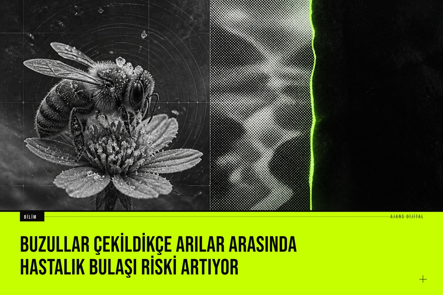İsviçre Alpleri'nde buzulların çekilmesiyle bal ve yaban arılarının aynı çiçeklerde paylaştığı patojen riskini gösteren araştırma sahnesi