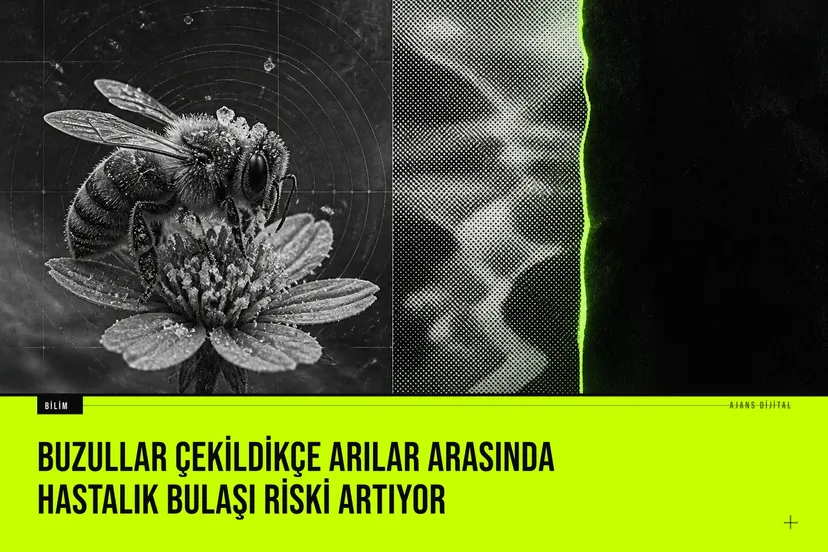 İsviçre Alpleri'nde buzulların çekilmesiyle bal ve yaban arılarının aynı çiçeklerde paylaştığı patojen riskini gösteren araştırma sahnesi