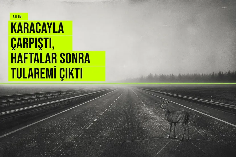 Almanya'da karacayla çarpışan sürücünün haftalar sonra yaralarından bulaşan tularemi enfeksiyonu ile mücadelesi