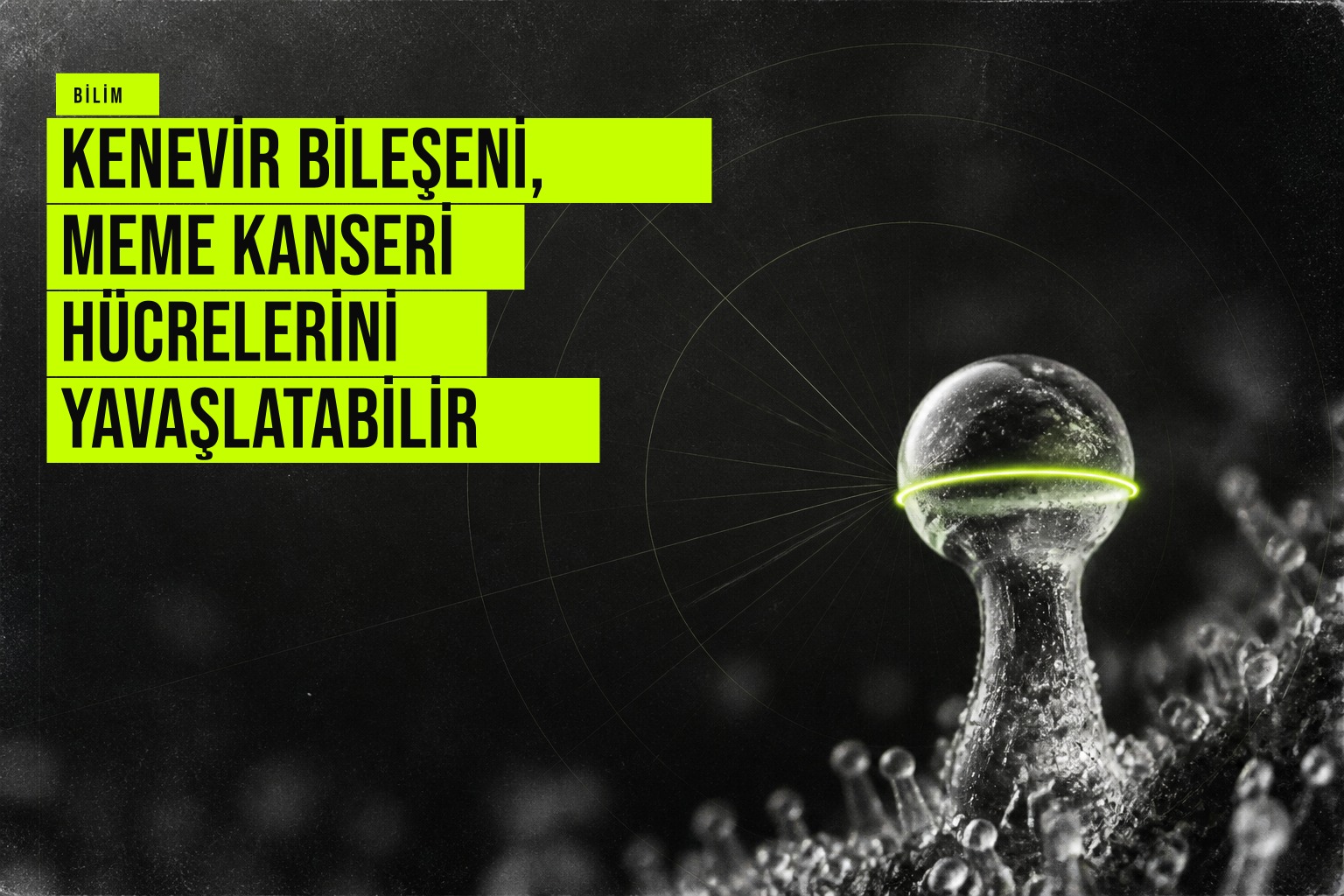 Kenevir bileşeni THC'nin meme kanseri hücrelerinin yayılmasını ve çoğalmasını yavaşlatan CB2 reseptörü mekanizmasını gösteren bilimsel çalışma bulguları.