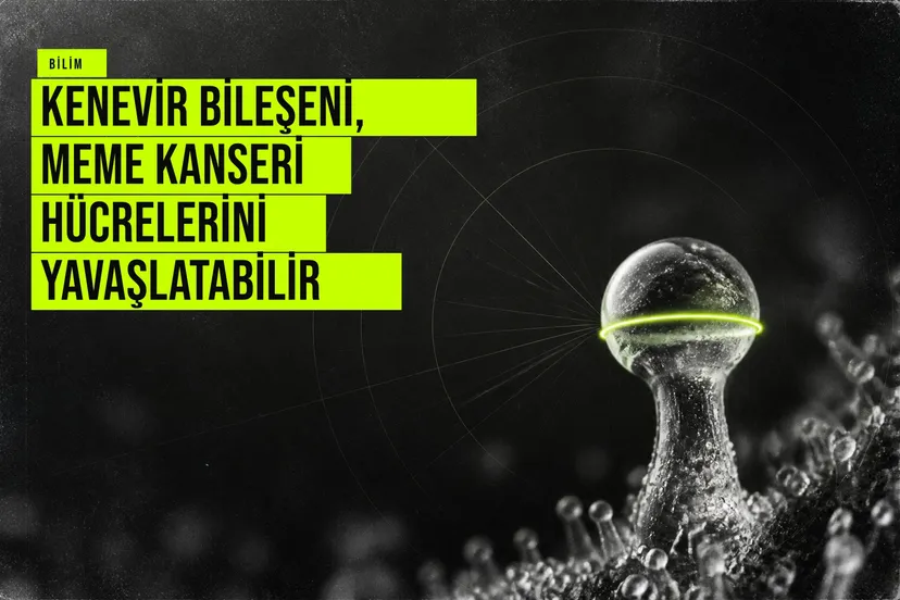 Kenevir bileşeni THC'nin meme kanseri hücrelerinin yayılmasını ve çoğalmasını yavaşlatan CB2 reseptörü mekanizmasını gösteren bilimsel çalışma bulguları.