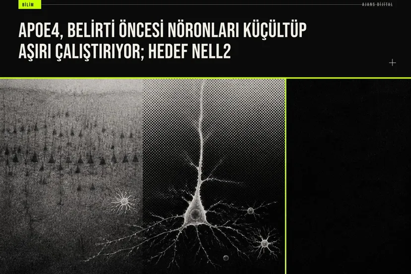 APOE4 geninin Nell2 proteinini artırarak hipokampus nöronlarını küçülterek aşırı etkinleştirdiğini gösteren bilimsel çalışma