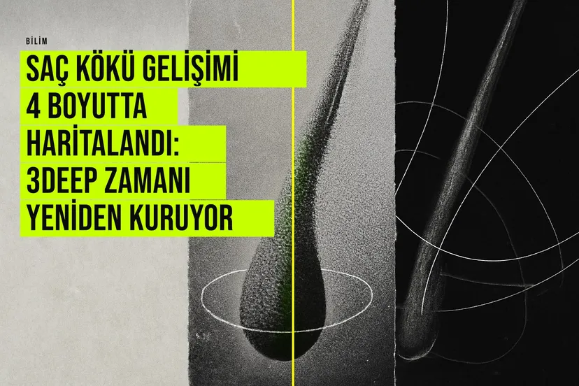 Johns Hopkins ekibi 3DEEP ile yüzlerce saç kökünün 3B moleküler anlık görüntülerini birleştirip zaman boyutunu yeniden kurdu.