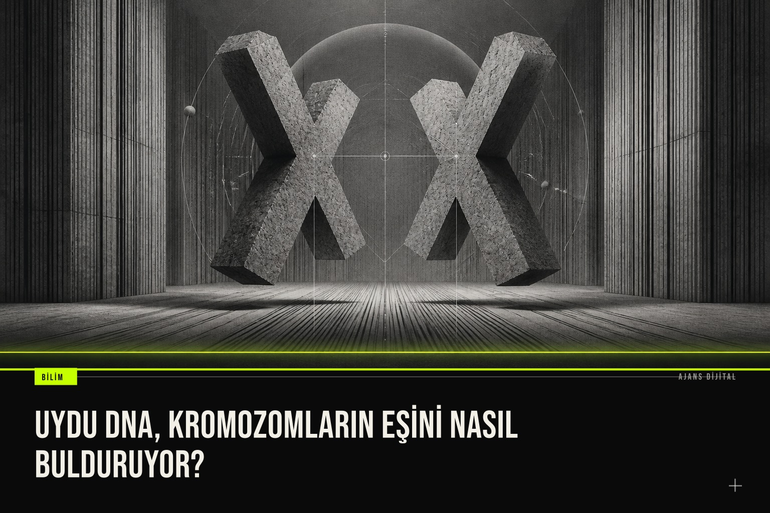 Meyve sineğinde uydu DNA bölgelerinin kromozom çiftlerini barkod gibi işaretleyerek doğru eşleşmeyi sağladığını anlatan bilimsel şema