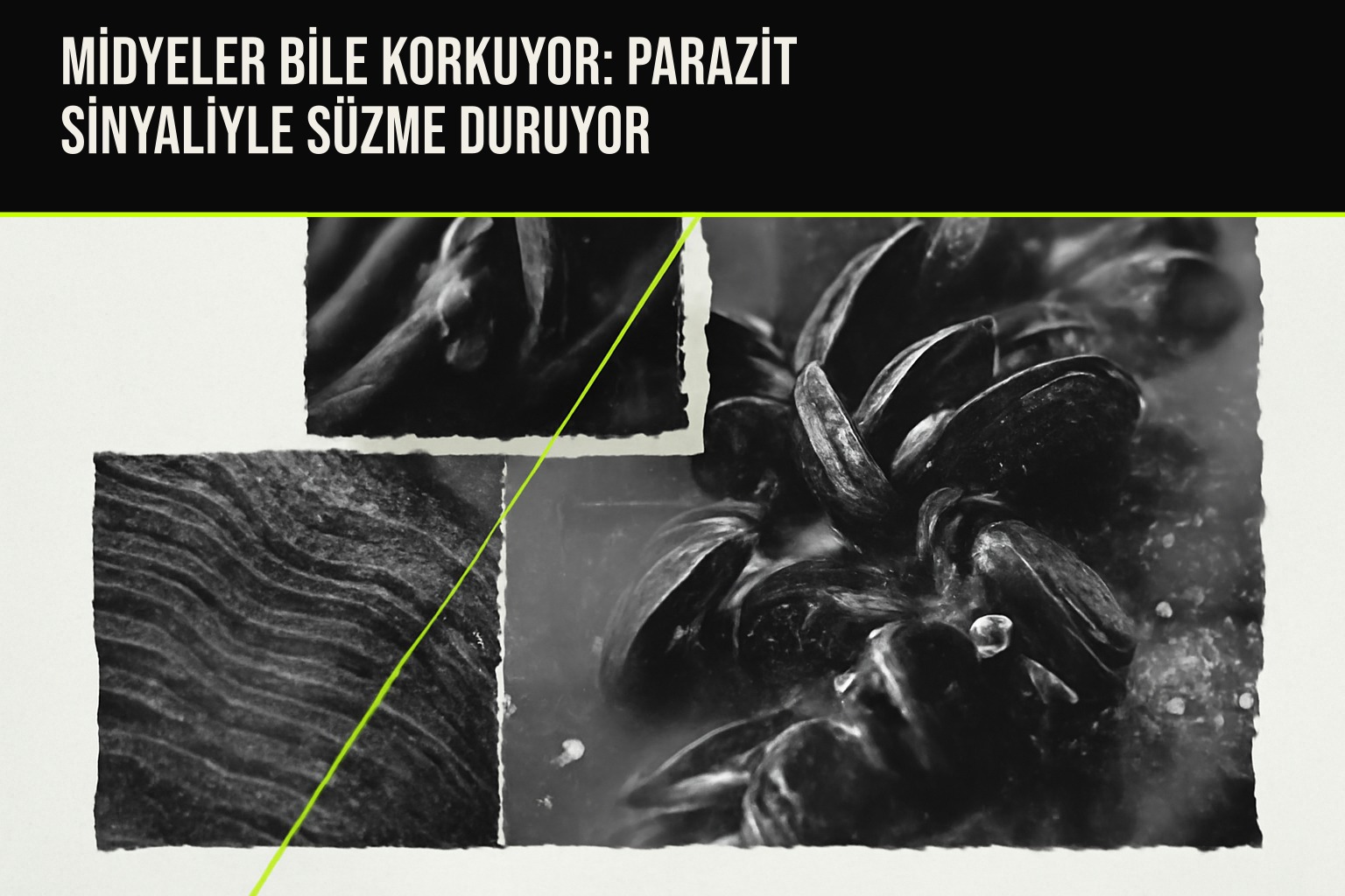 Parazit tehdidini algılayan mavi midyelerin suyu süzme hızını azaltmasını anlatan bilimsel bir illüstrasyon