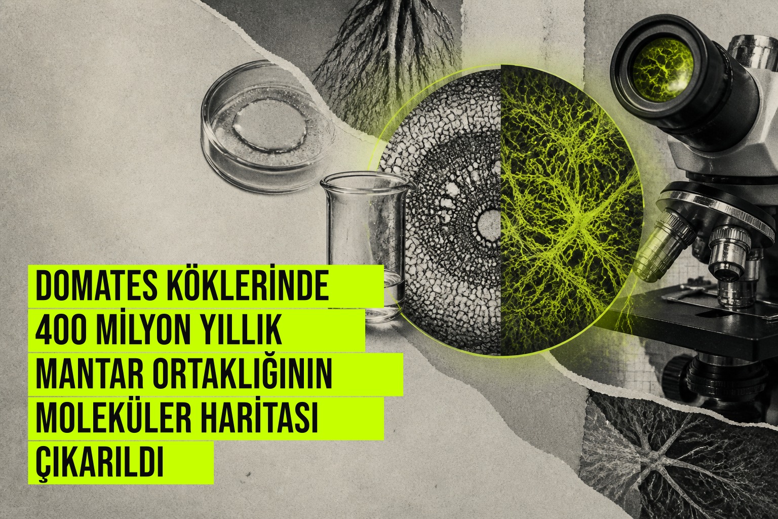 Domates kök hücrelerinde 400 milyon yıllık mantar simbiyozunun moleküler haritalanmasını gösteren bilimsel görselleştirme.