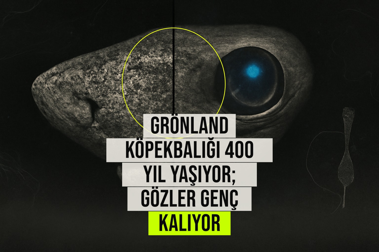 Grönland köpekbalığı 400 yıl yaşıyor; retina hücreleri yaşlanmıyor, mavi ışığa uyumlu rodopsin aktif kalıyor