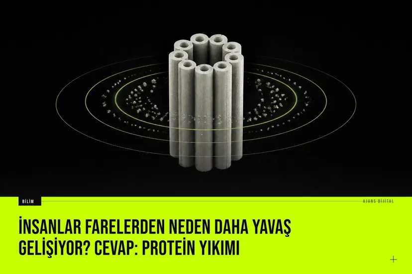 İnsan ve fare embriyotik hücrelerde protein yıkım hızlarını kıyaslayan bilimsel çalışma sonucunda insan proteinlerinin daha yavaş parçalandığını gösteren görselleştirme.