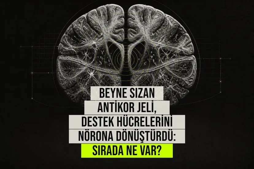 Beyinde PTBP1 proteinini hedefleyen polimer jelin astrositleri nörona dönüştürerek Alzheimer hastalığında bellek işlevlerini iyileştirdiğini gösteren bilimsel çalışma görselleştirmesi