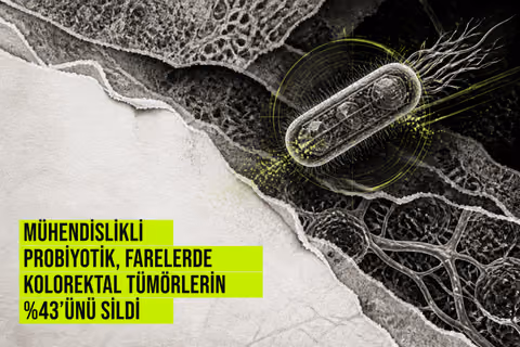 Mühendislikli probiyotik, farelerde kolorektal tümörlerin %43’ünü sildi haberi için üretilen kapak görseli
