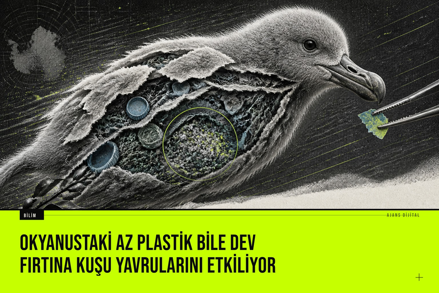 Patagonya kıyılarında güney dev fırtına kuşu yavrularının plastik maruziyeti, beslenme ve bağışıklık üzerinde etkilerini gösteren bilimsel çalışma
