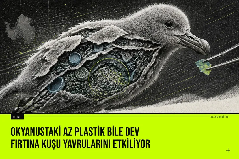 Patagonya kıyılarında güney dev fırtına kuşu yavrularının plastik maruziyeti, beslenme ve bağışıklık üzerinde etkilerini gösteren bilimsel çalışma