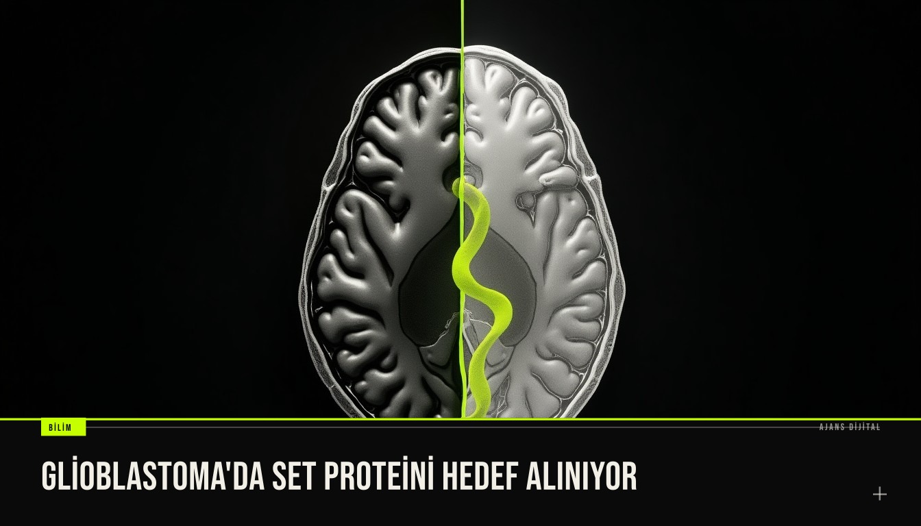 resim glioblastoma hücrelerinde SET proteininin vurgulanmış gösterimini ve laboratuvar ortamında mikroskopik görüntüyü gösterir