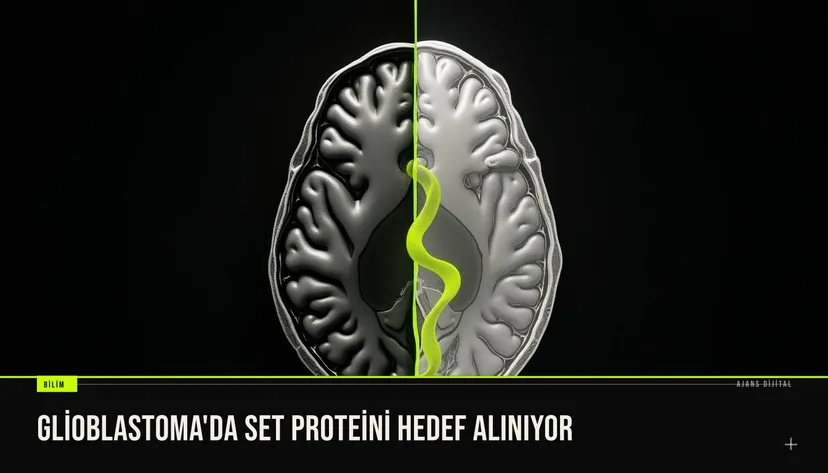 resim glioblastoma hücrelerinde SET proteininin vurgulanmış gösterimini ve laboratuvar ortamında mikroskopik görüntüyü gösterir