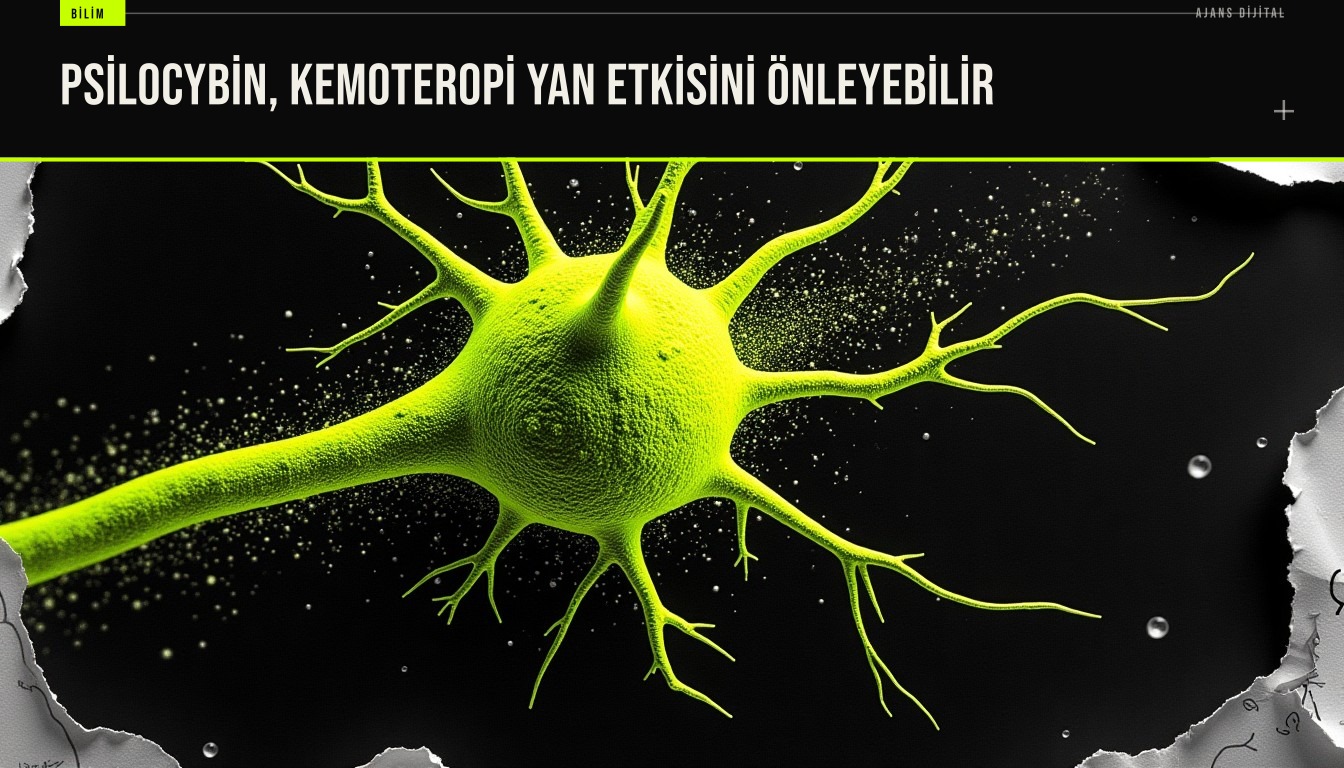 Fotoğraf, psilocybin maddesinin nöronlara zarar veren kemoteropi etkilerini önleyerek mitokondri taşımayı koruduğunu gösteren deney.