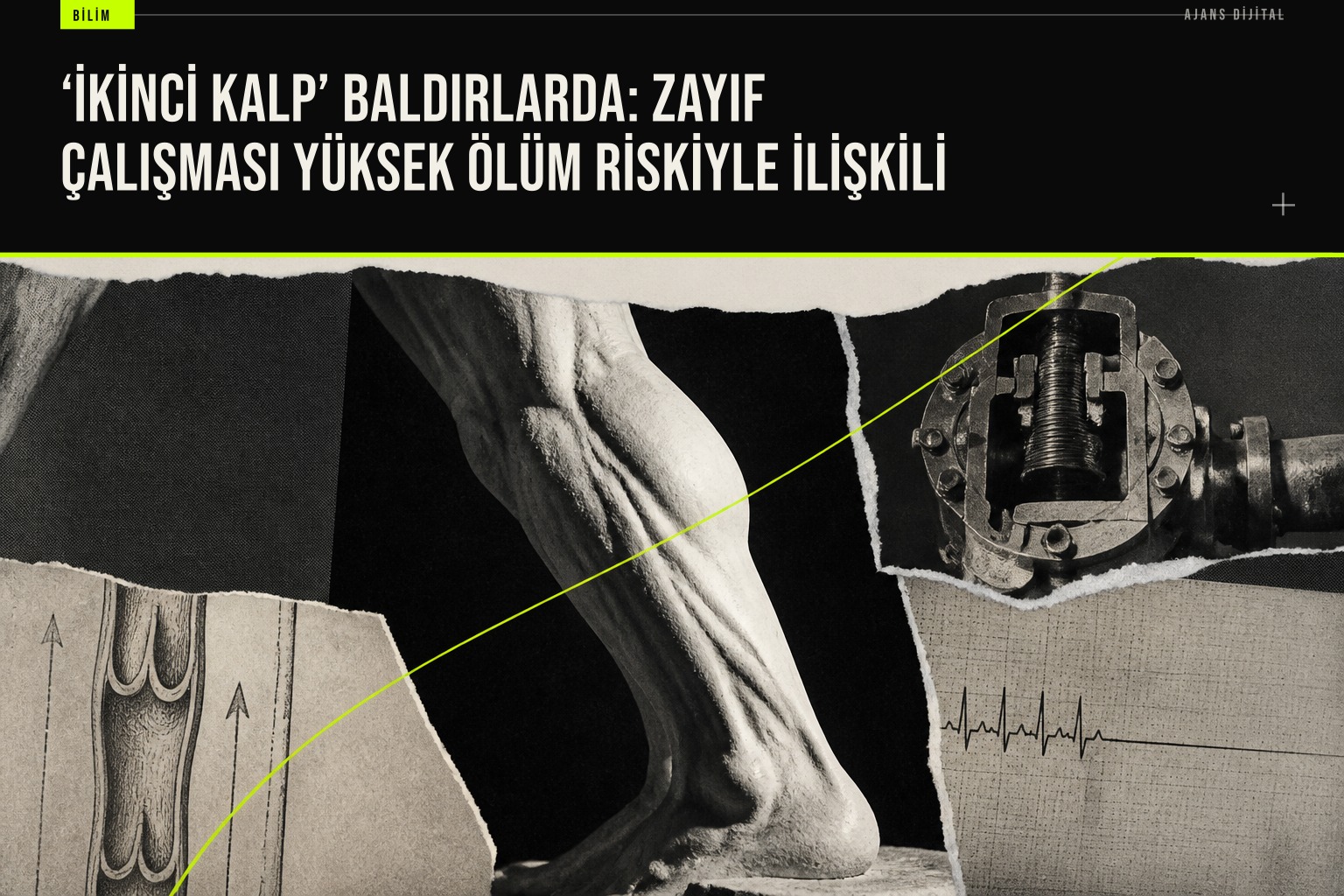 Baldır kaslarının kan pompalaması işlevi ve zayıflığının ölüm riskiyle ilişkisini gösteren bilimsel çalışma grafiği