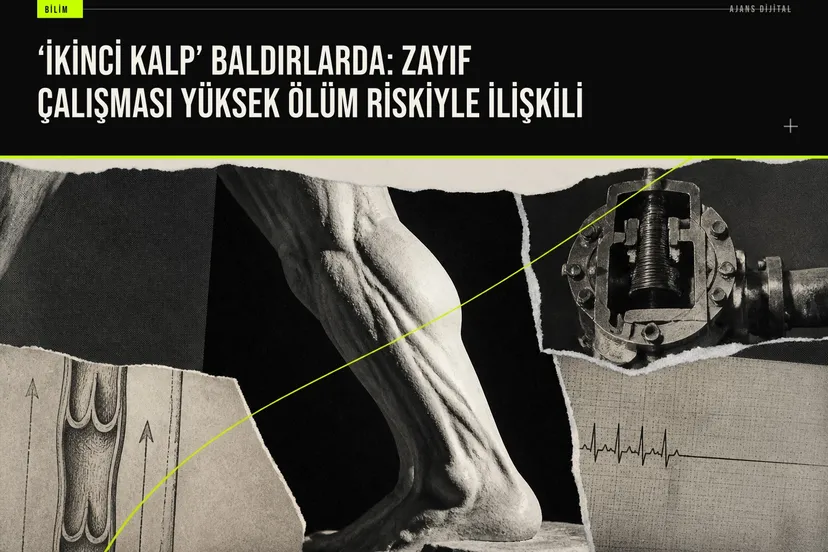 Baldır kaslarının kan pompalaması işlevi ve zayıflığının ölüm riskiyle ilişkisini gösteren bilimsel çalışma grafiği