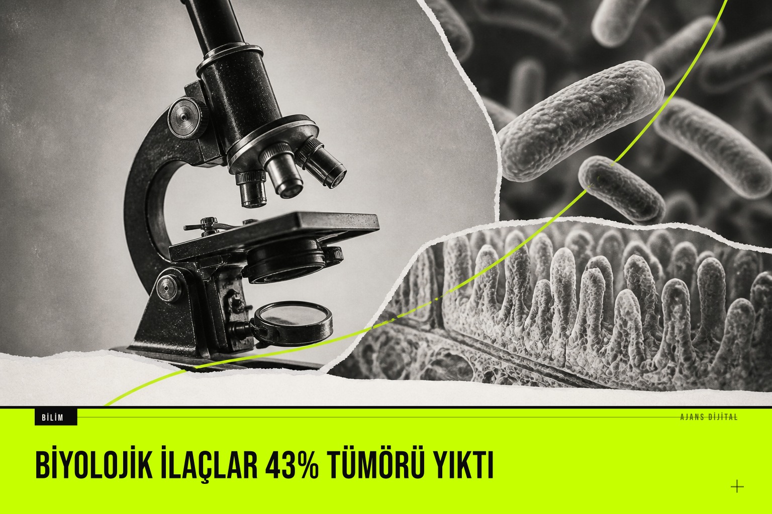 fotoğraf: mühendislikle üretilmiş probiyotik bakterinin colorectal tümörleri üzerine etkisini gösteren laboratuvar deneyi görüntüsü