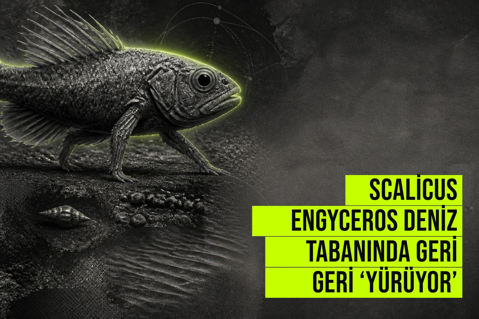 Scalicus engyceros balığı Güney Çin Denizi'nde deniz tabanında geri doğru yürüyerek benzersiz bir davranış sergiliyor.