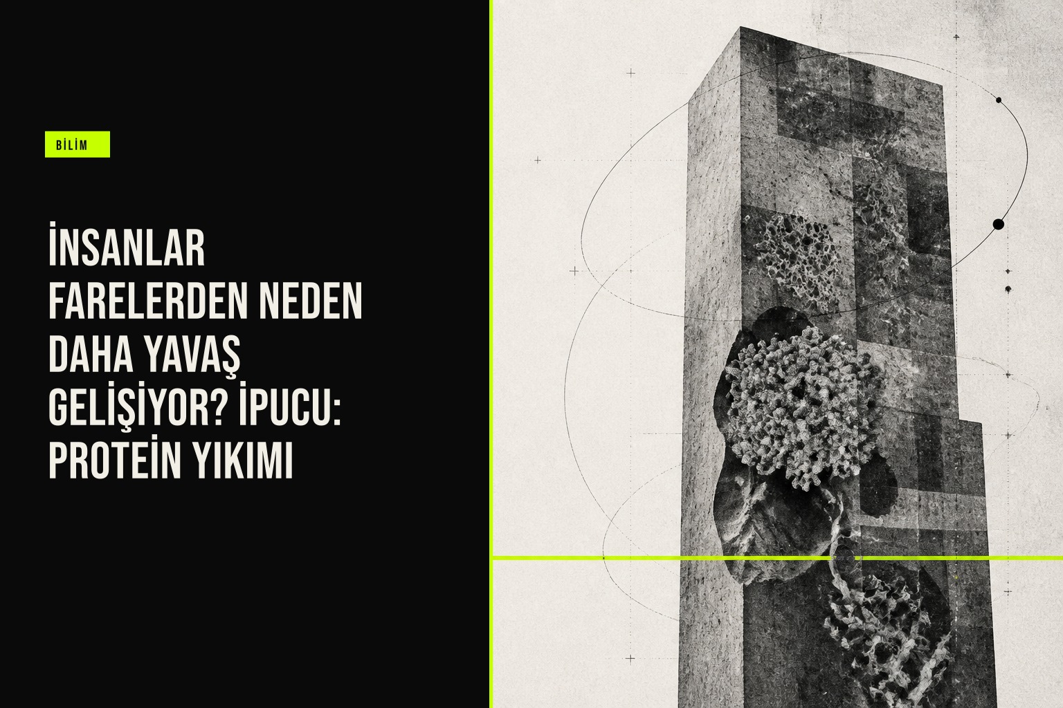İnsan ve fare embriyo hücrelerinde protein yıkım hızı farkını gösteren mikroskopik karşılaştırma görüntüsü