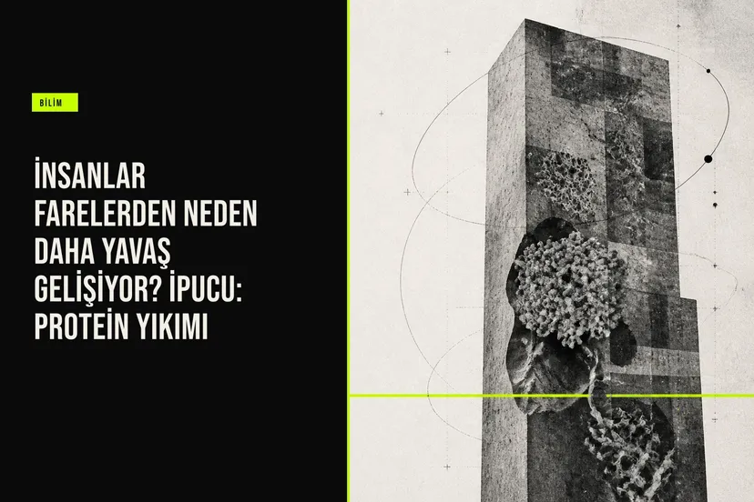 İnsan ve fare embriyo hücrelerinde protein yıkım hızı farkını gösteren mikroskopik karşılaştırma görüntüsü
