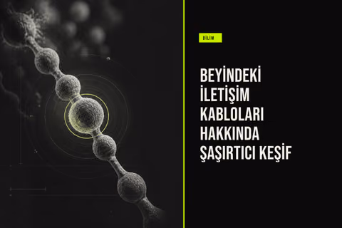 Beyindeki İletişim Kabloları Hakkında Şaşırtıcı Keşif haberi için üretilen kapak görseli