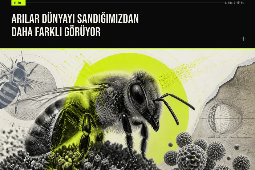 Küçük mavi bantlı bir arının çiçek üzerinde uçuşu, bal arısı erkekleri kadar net görme yeteneğini gösteriyor.