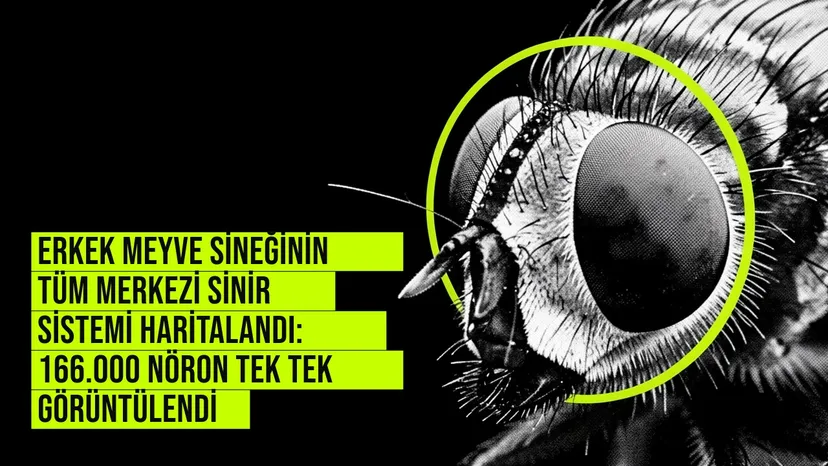 Erkek meyve sineğinin tüm merkezi sinir sistemi haritalandı: 166.000 nöron tek tek görüntülendi haberi için üretilen kapak görseli