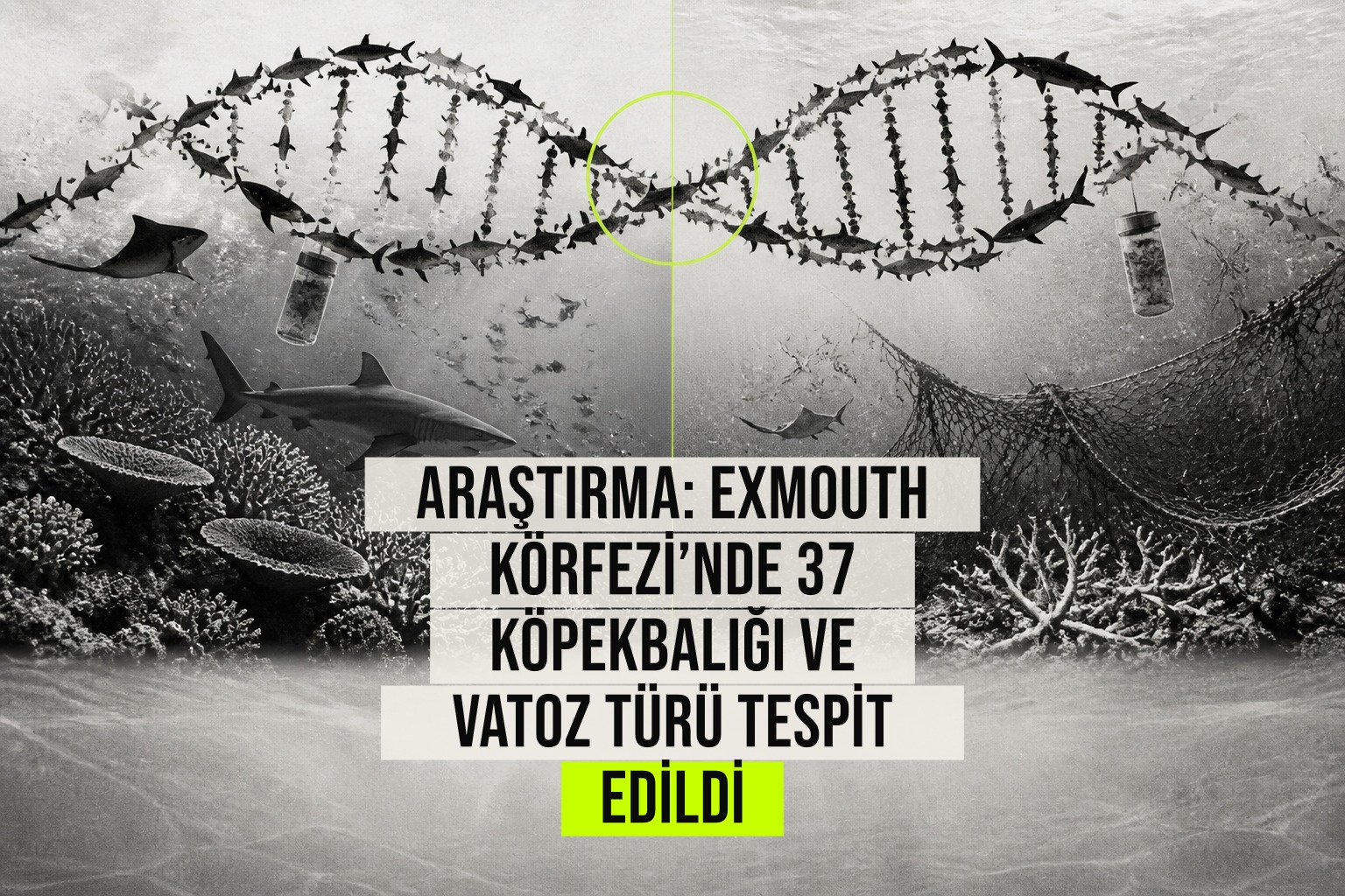Batı Avustralya’nın Exmouth Körfezi’nde yapılan eDNA analizi 487 takson ve 37 köpekbalığı ile vatoz türünü ortaya çıkarıyor.