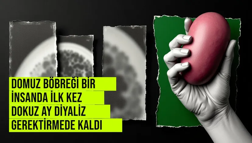 Domuz böbreği bir insanda ilk kez dokuz ay diyaliz gerektirmede kaldı haberi için üretilen kapak görseli