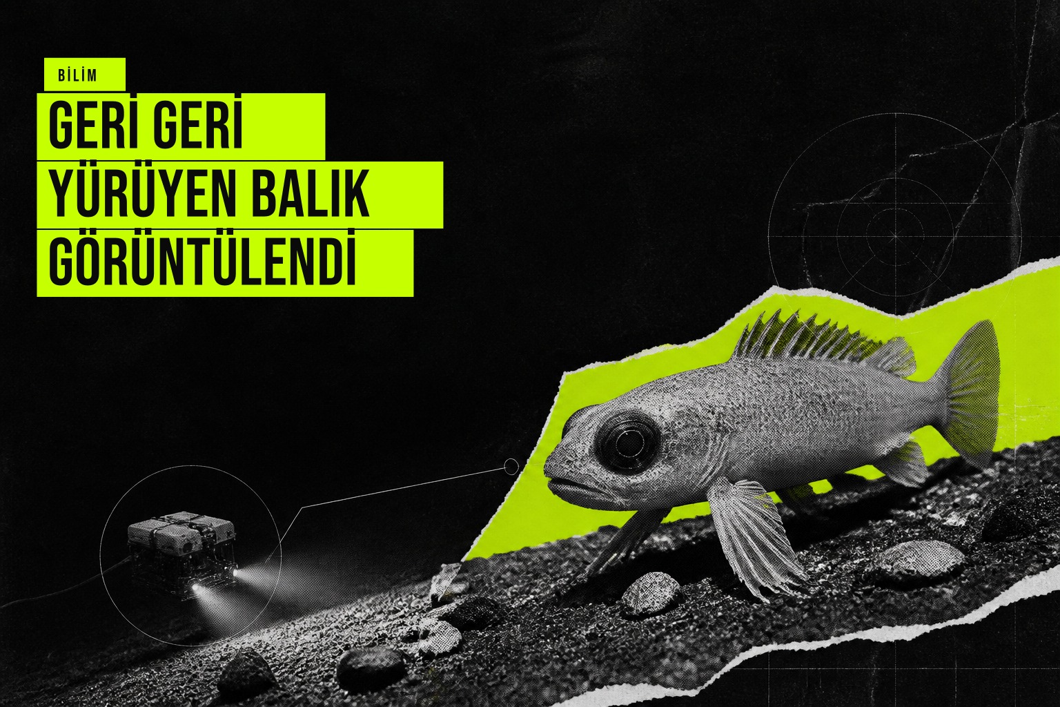 Geri geri yürüyen balık görüntülendi haberi için üretilen kapak görseli