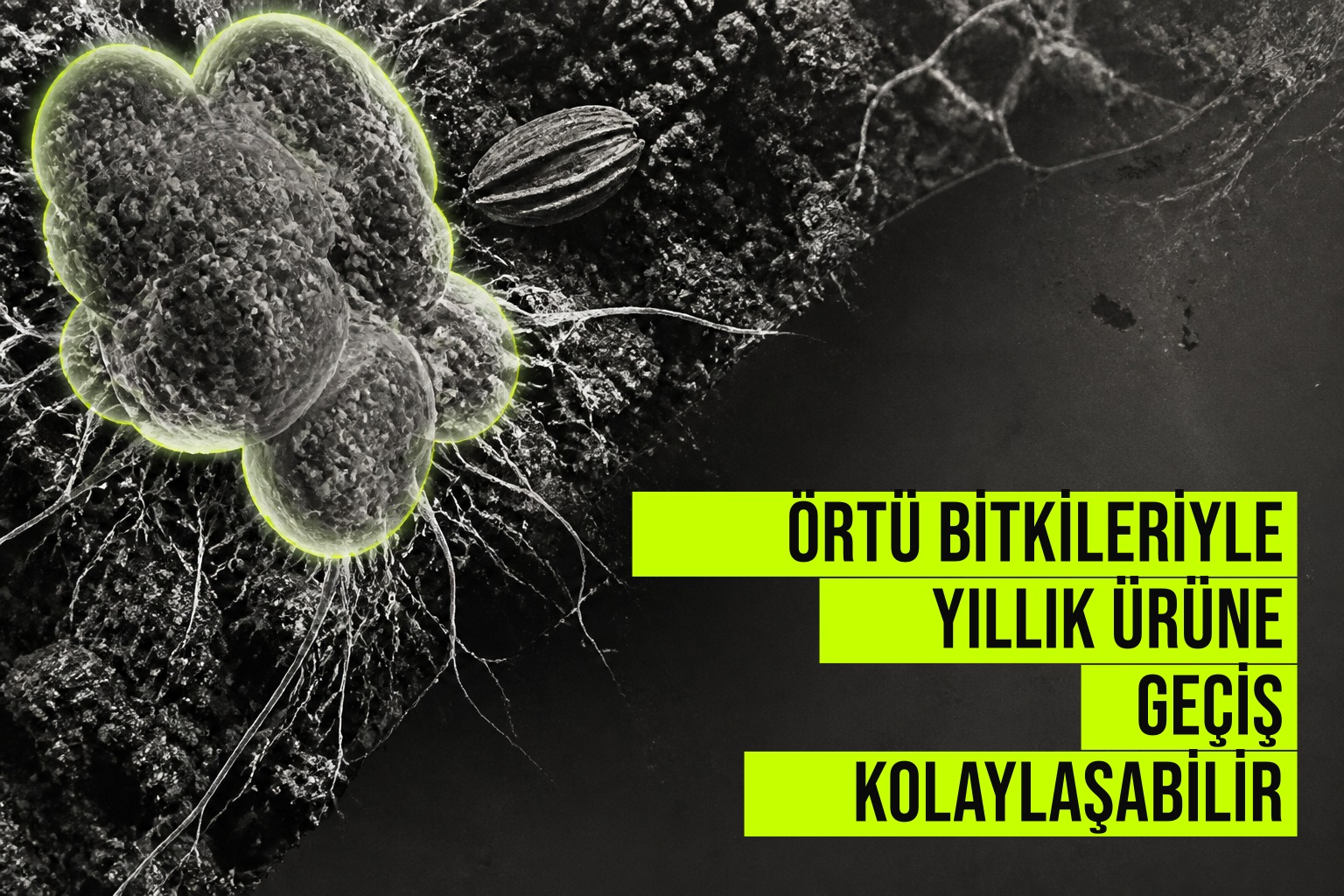 Koca fiğ ve tatlı yonca örtü bitkileriyle kaplı tarla alanında yıllık ürüne geçiş denemesi yapılan test parcelaları görünüyor.