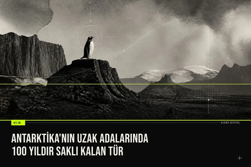 Kerguelen Adaları'nda keşfedilen yeni penguen türü Pygoscelis kerguelensis, buzlu kıyıda ayakta dururken kanatlarını hafifçe açmış durumda.