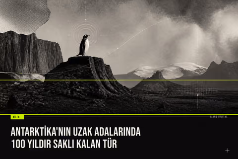 Kerguelen Adaları'nda keşfedilen yeni penguen türü Pygoscelis kerguelensis, buzlu kıyıda ayakta dururken kanatlarını hafifçe açmış durumda.