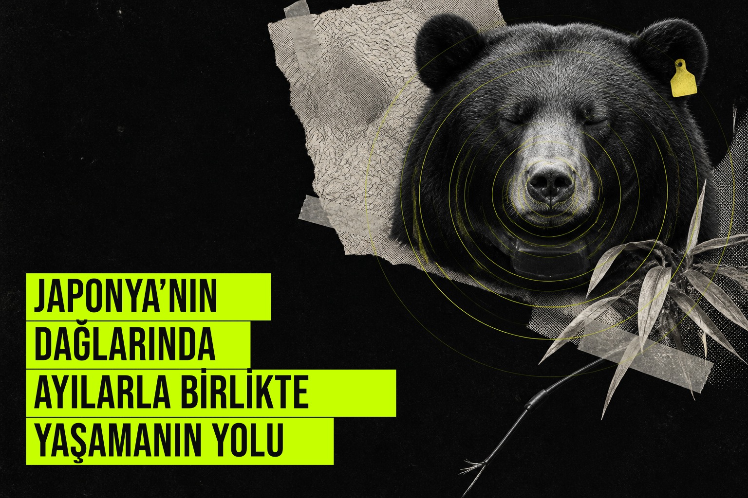 Nagano dağlarında ayılarla birlikte yaşamayı amaçlayan yakala-işaretle-bırak ve çitleme uygulamaları, saldırıları azaltmaya çalışıyor.