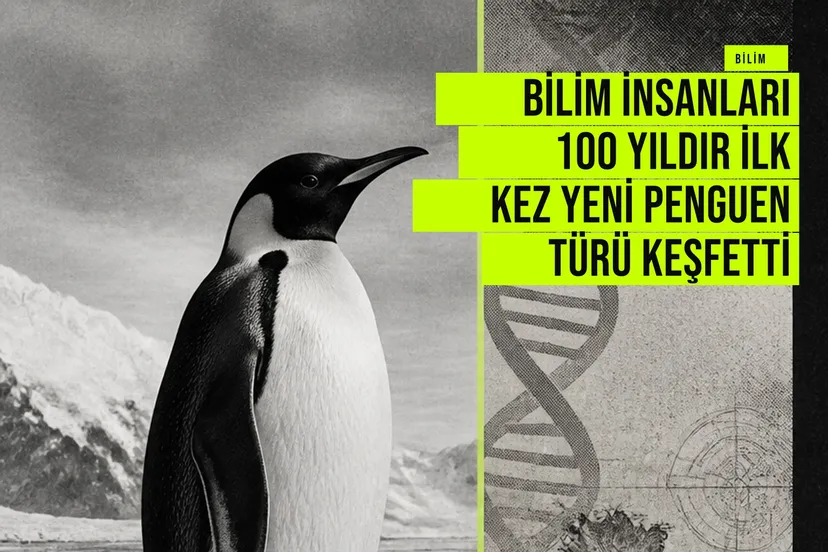 fotoğraf, Kerguelen Adaları'nda yeni keşfedilen Pygoscelis kerguelensis penguen türünün soğuk sularında yürüyen bireyini gösteriyor.
