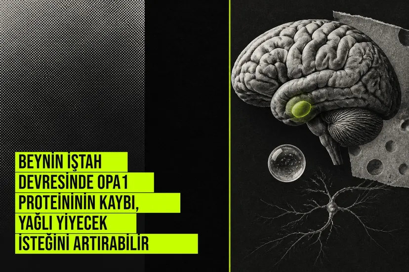 Beyin iştah devresinde OPA1 proteininin kaybı yağlı yiyecek isteğini ve kilo alımını artırdığını gösteren laboratuvar bulguları