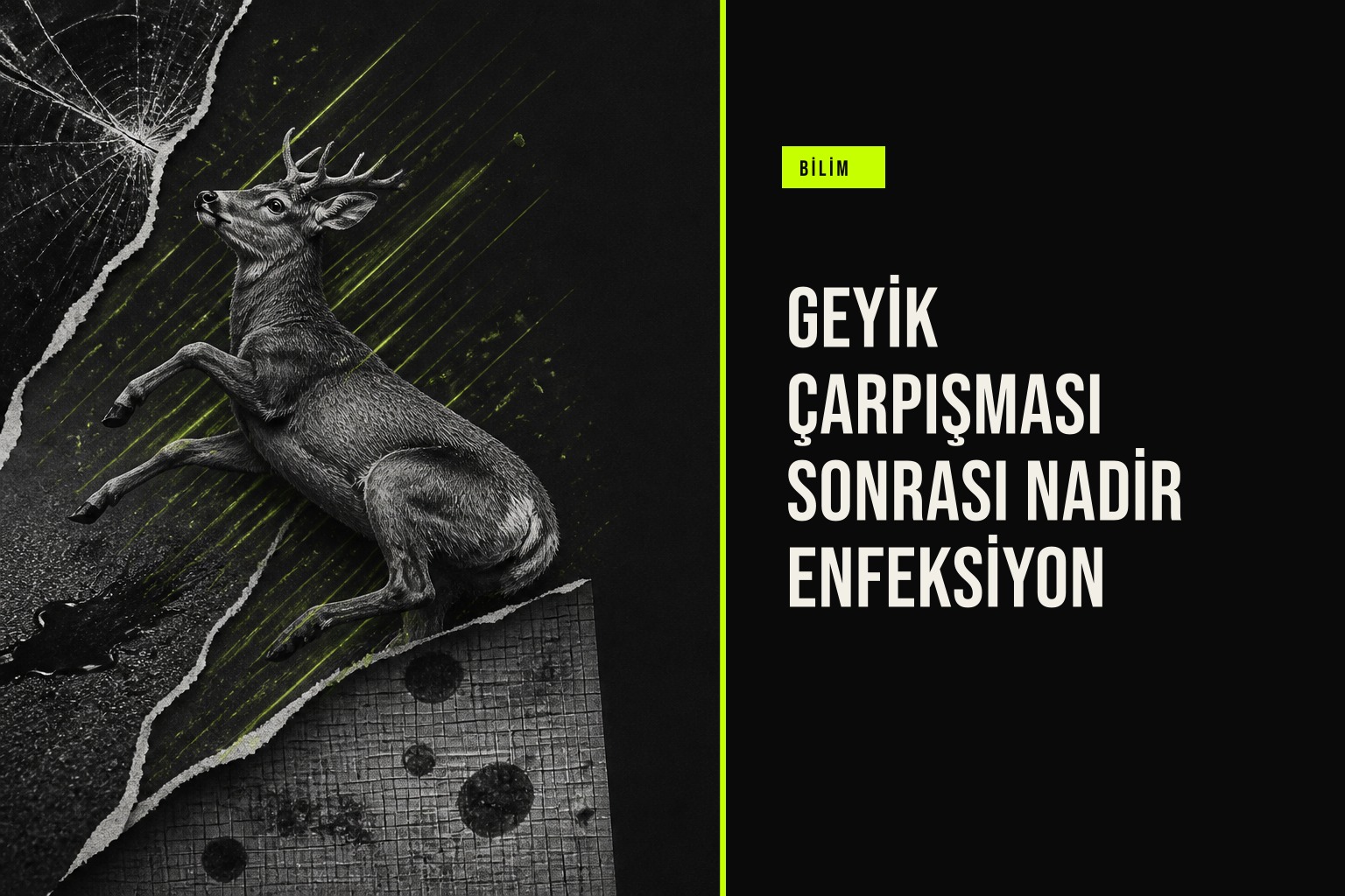 Almanya'da karaca çarpışması sonrası sürücünün yaralarından bulaştığı tularemi enfeksiyonu tedavi süreci