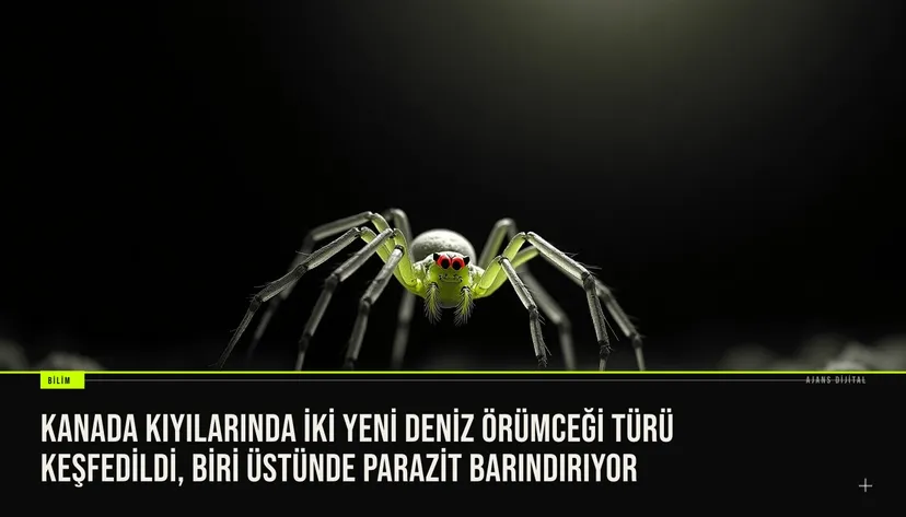fotoğraf, kırmızı gözlü ve tüylü bacaklı deniz örümceği yanında, vücudunda mikroskobik parazitler taşıyan ikinci yeni türü gösteriyor