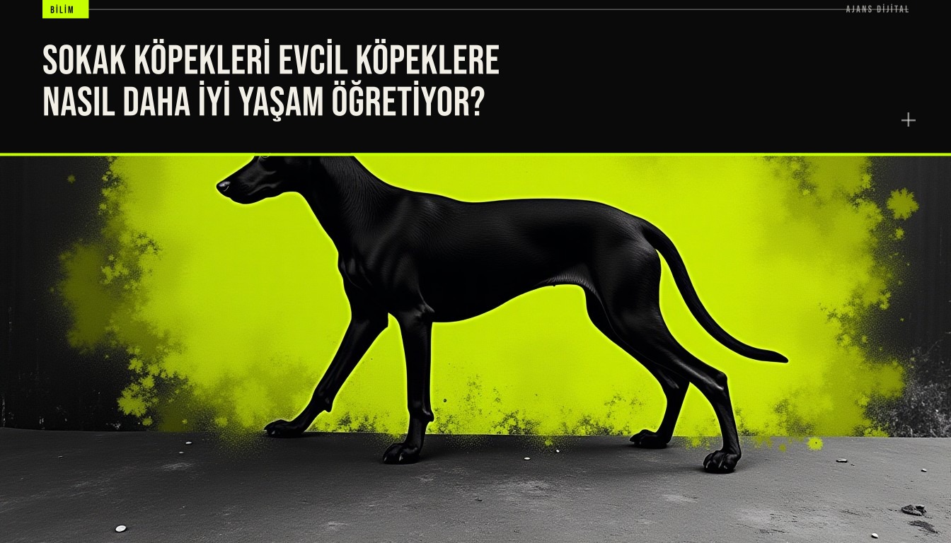 Hindistan sokaklarında serbest dolaşan köpeklerin doğal sosyal becerilerini gözlemleyen araştırmacının, evcil köpeklerdeki kaygı sorunlarına çözüm önerileri geliştirdiği sahne.