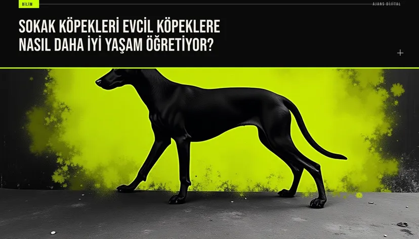 Hindistan sokaklarında serbest dolaşan köpeklerin doğal sosyal becerilerini gözlemleyen araştırmacının, evcil köpeklerdeki kaygı sorunlarına çözüm önerileri geliştirdiği sahne.